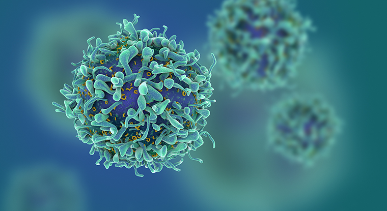 T cell illustration
