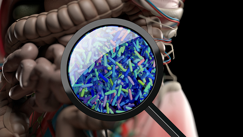 gut bacteria illustration