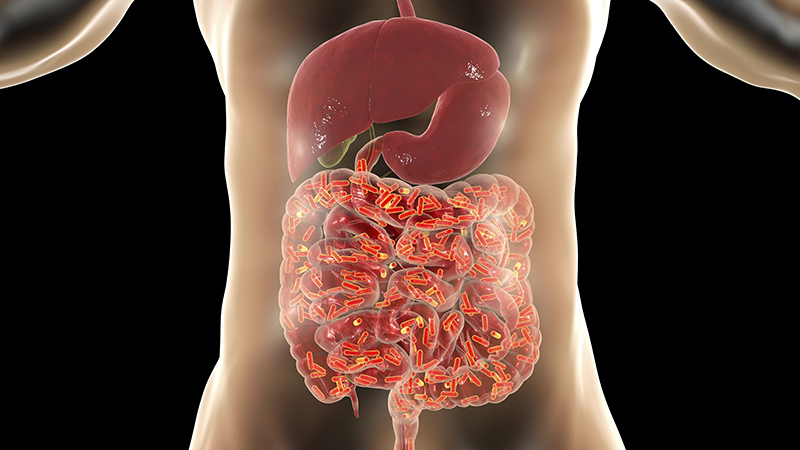 Probiotic intestines illustration
