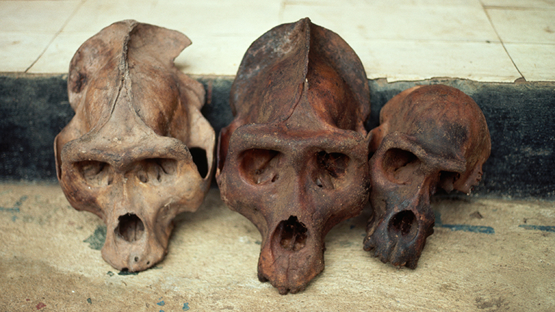 hominoid skulls