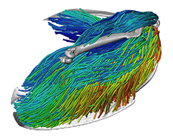 A three-dimensional view of the skeletal muscles responsible for flight in a European starling.