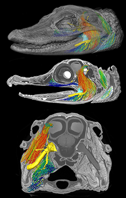 Contrast imaging data and machine learning approaches can now model the 3D architecture of jaw musculature.