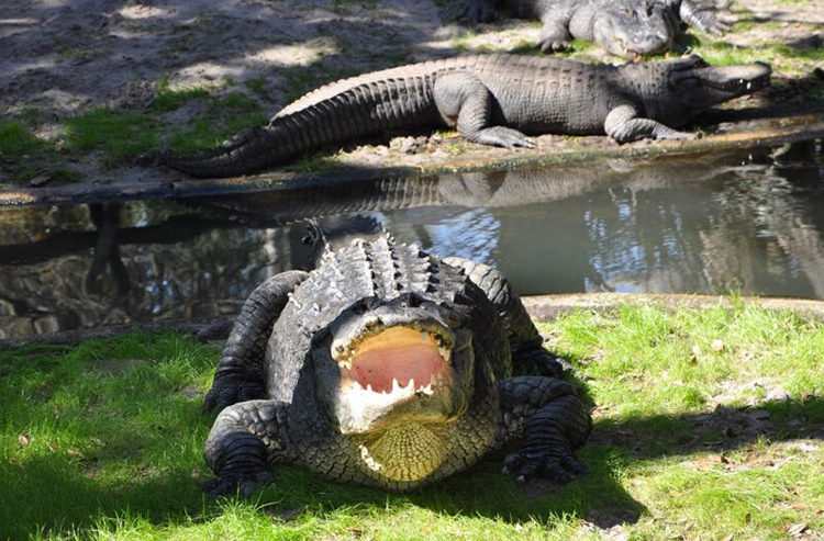 An alligator cooling itself