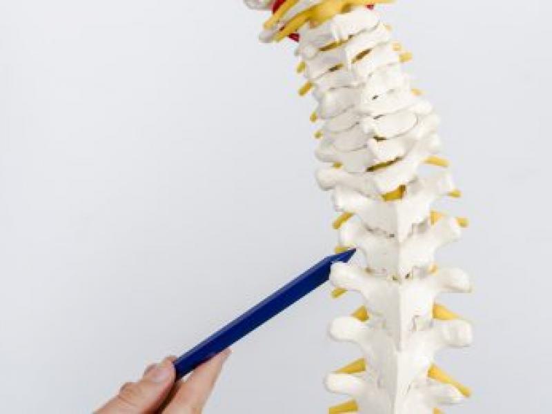 spine illustration