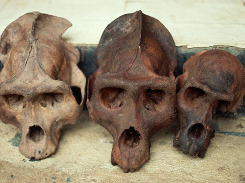 hominoid skulls