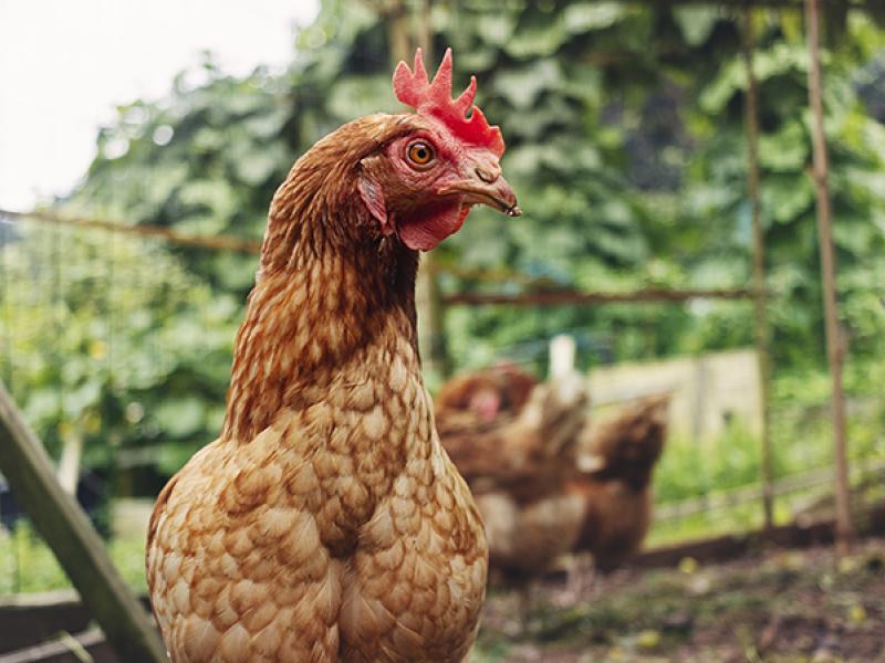 chicken bird in yard