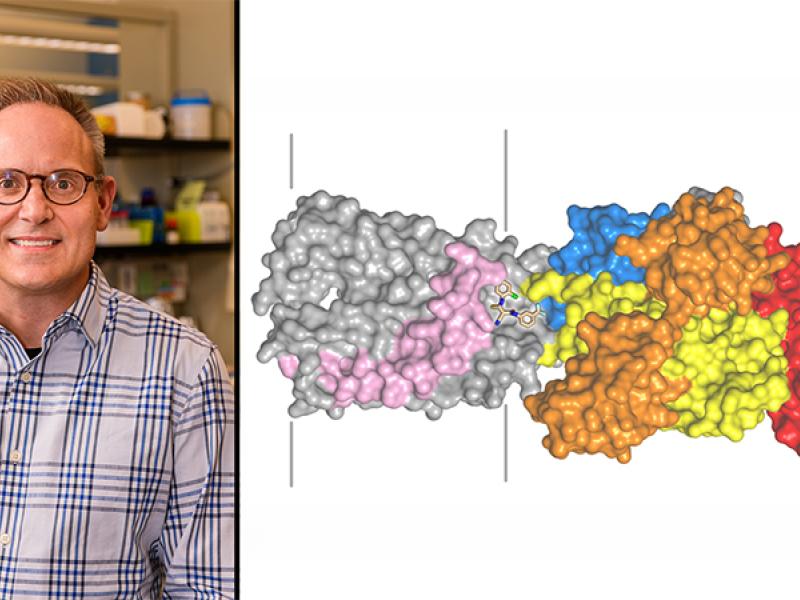 Michael Petris, professor of biochemistry in Mizzou’s School of Medicine