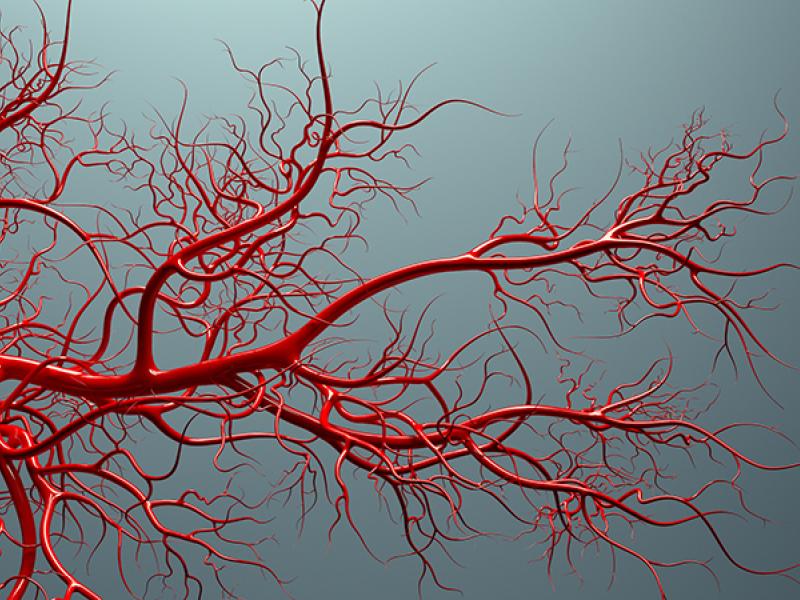 arteries 3D illustration